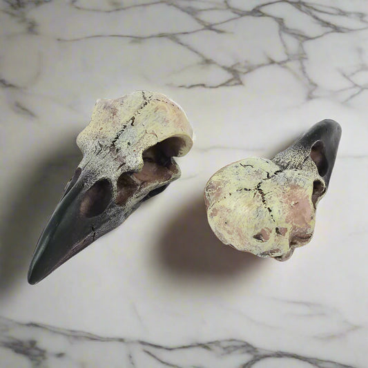 Two fossilized bird skulls on a white background