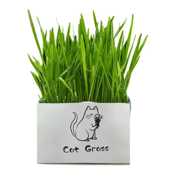 Organic Cat Grass Sorceress Sanctuary