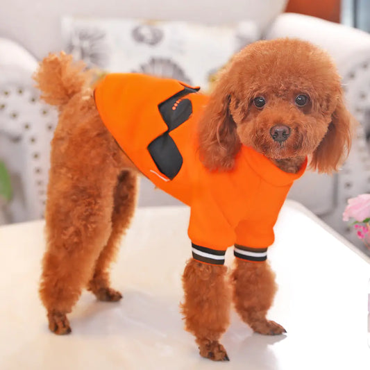 Small dog wearing an orange halloween outfit with black accents on a light-colored surface.