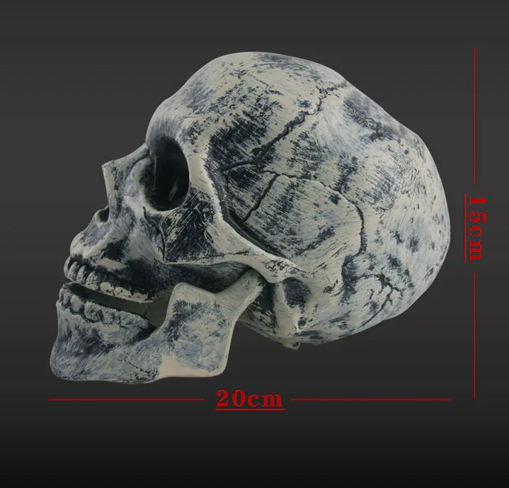 Realistic Skull Decor