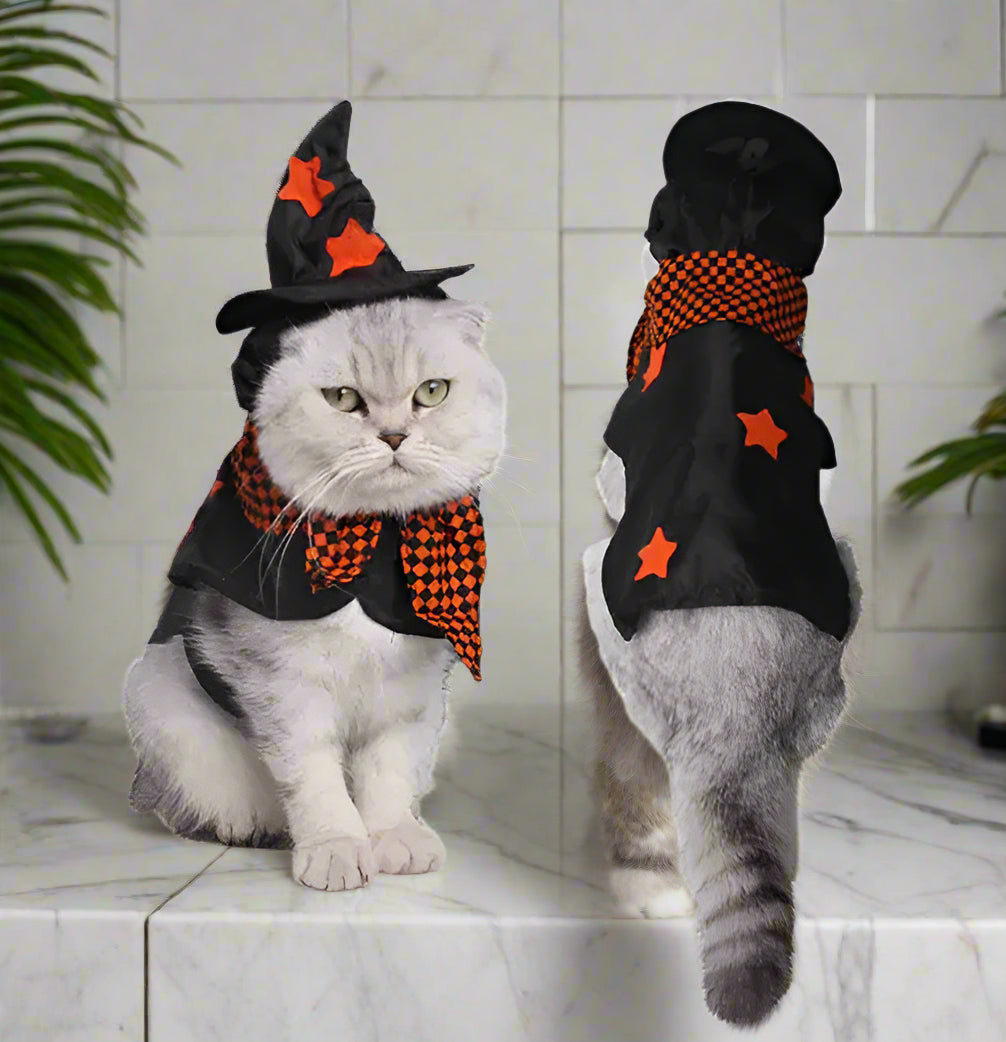 Cat wearing a Halloween-themed outfit with a witch hat and scarf on a white background