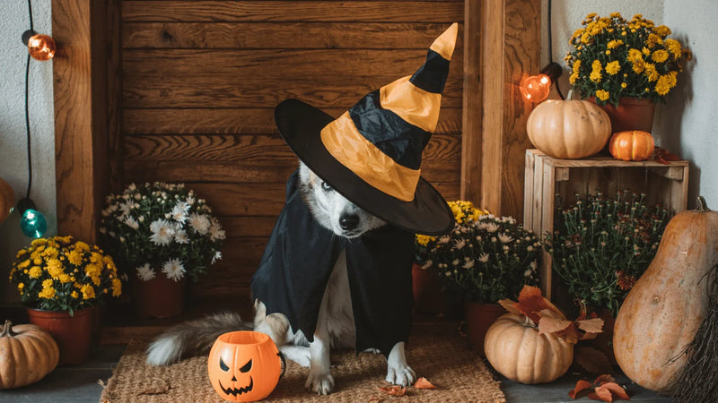 Pets - Sorceress Sanctuary