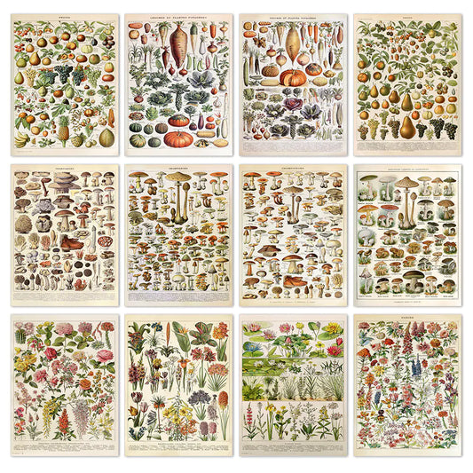 Vintage Mushroom Biology Poster