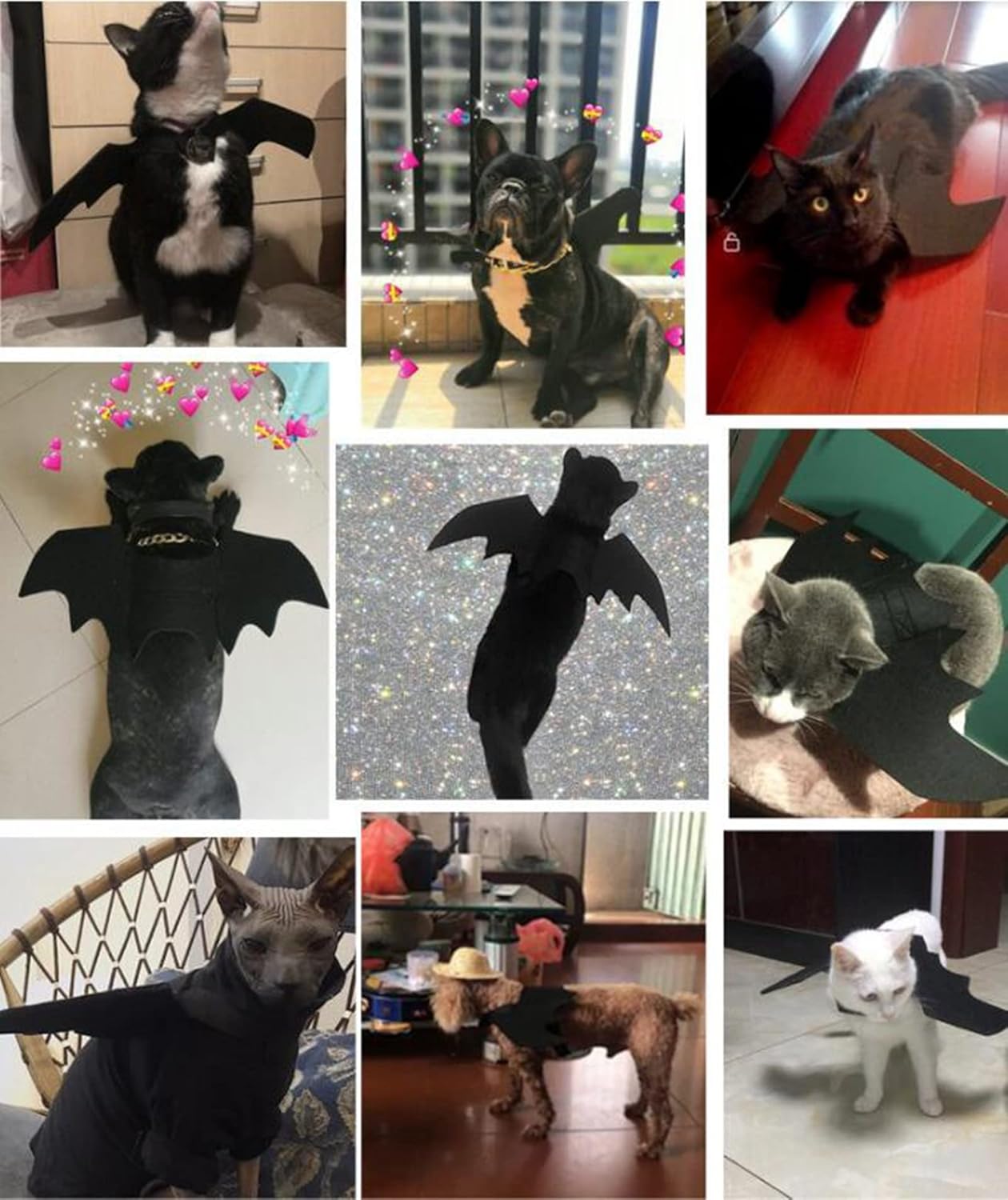 Collage of pets wearing bat-shaped costumes in various settings.