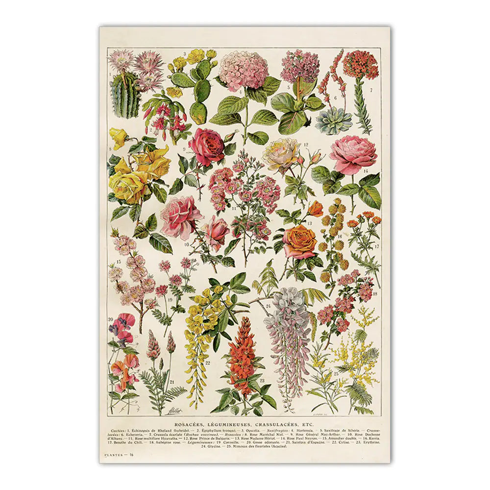 Vintage Mushroom Biology Poster