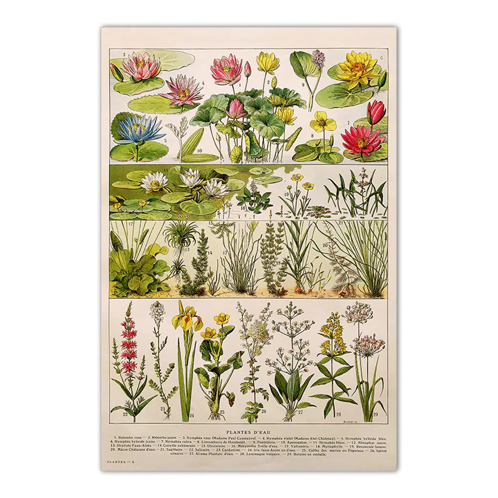 Vintage Mushroom Biology Poster