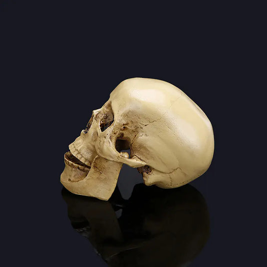 Medical Skull