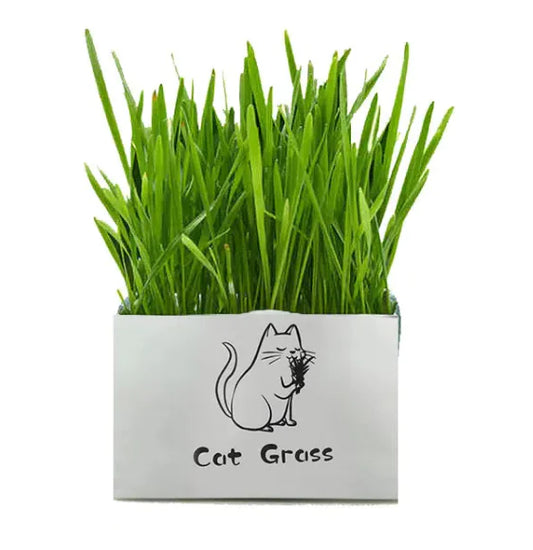 Organic Cat Grass
