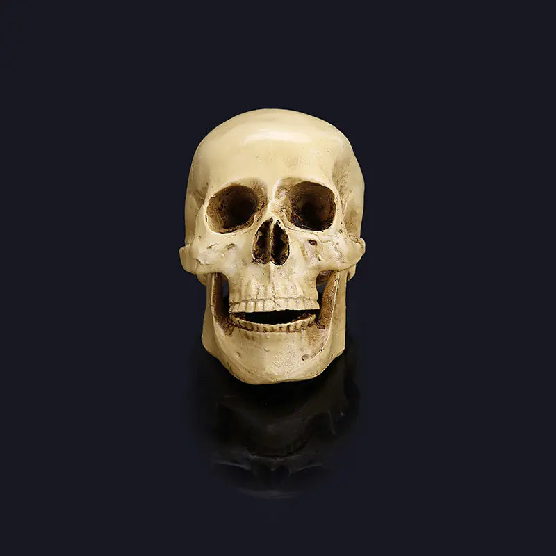 Medical Skull
