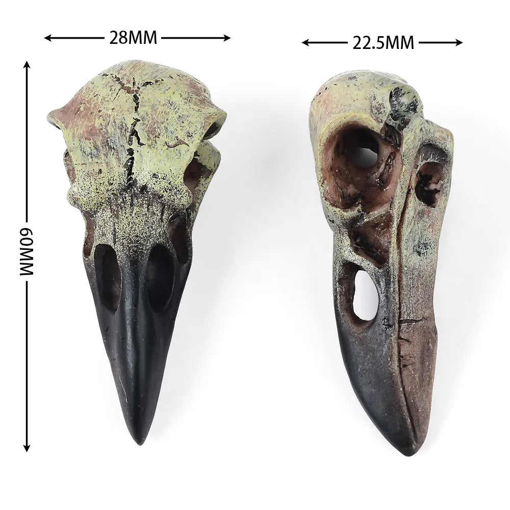 Two bird skulls with measurements indicated on a white background