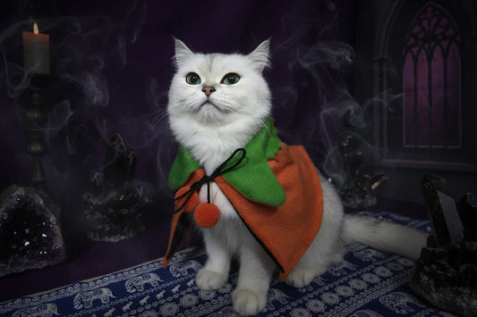 Pumpkin Pet Set - Sorceress Sanctuary Orange / Pumpkin Hat-Orange / M-Orange / S
