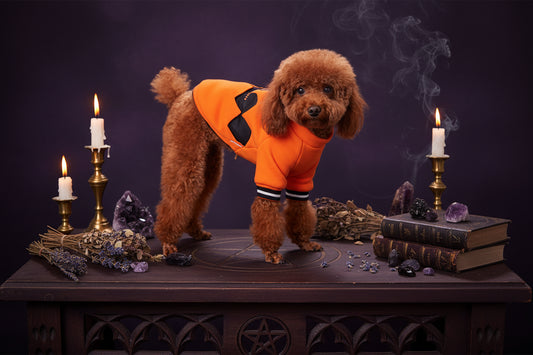 Spooky Pet Hoodie - Sorceress Sanctuary Orange / S-Orange / XS-Orange / M-Orange / L