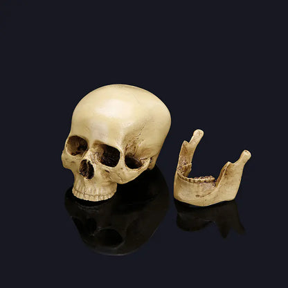 Medical Skull