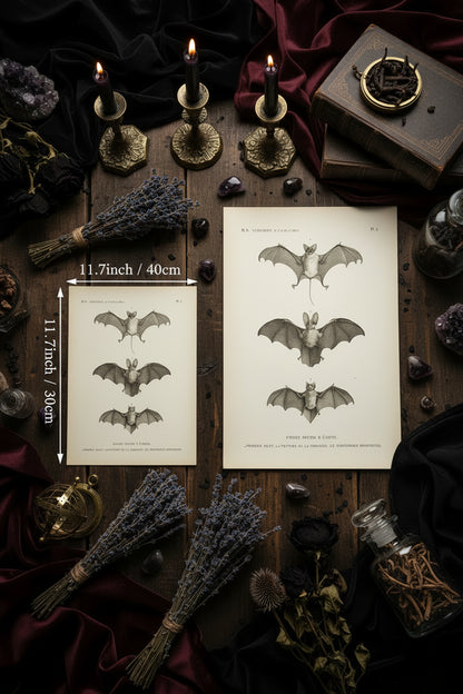 Vintage Bat Print - Sorceress Sanctuary