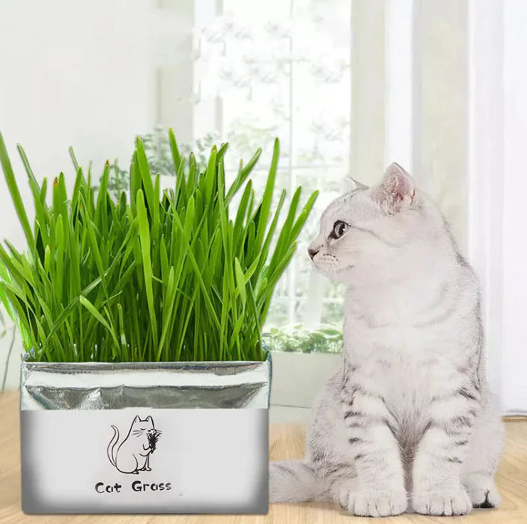 Organic Cat Grass Sorceress Sanctuary