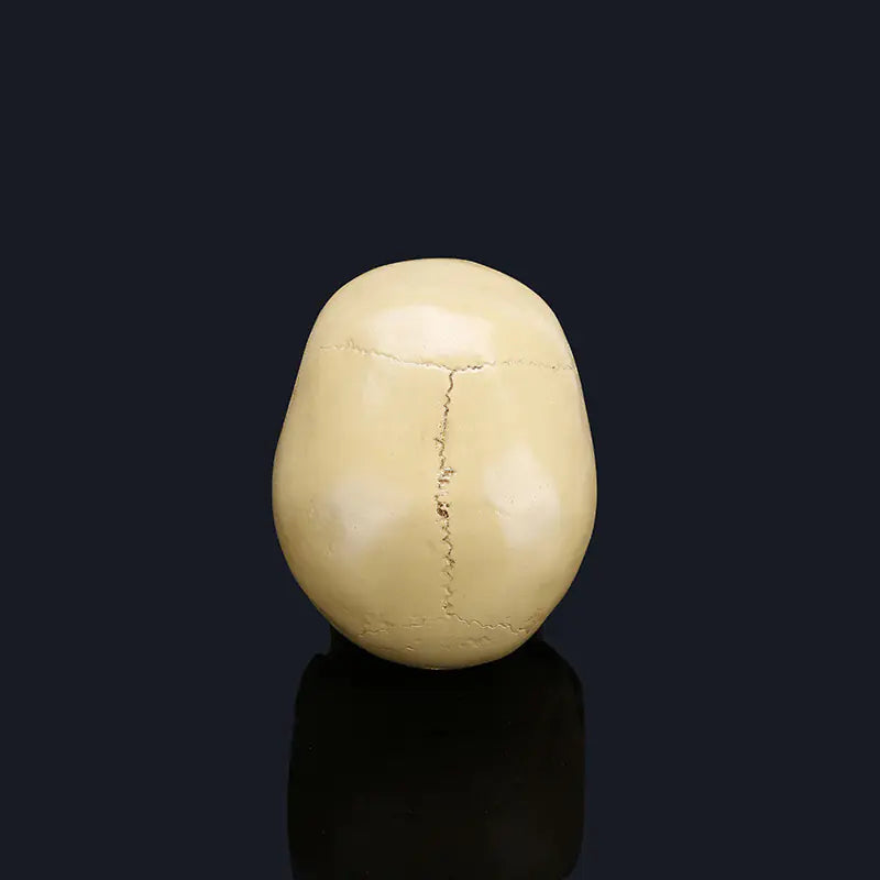 Medical Skull