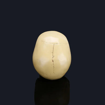 Medical Skull
