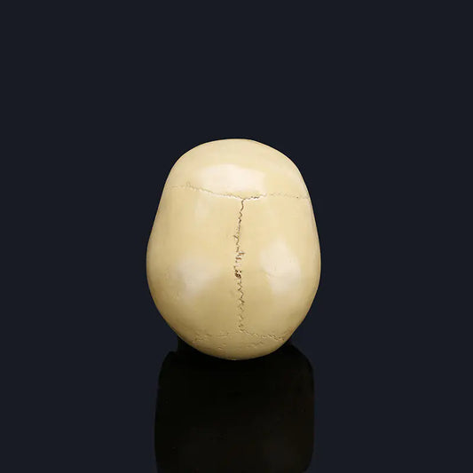 Medical Skull