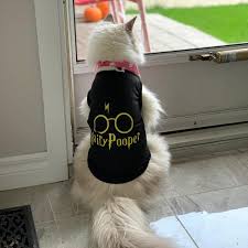 Black Witchy Cat Vest Sorceress Sanctuary