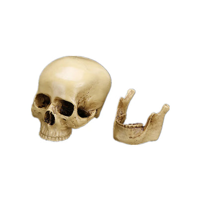 Medical Skull