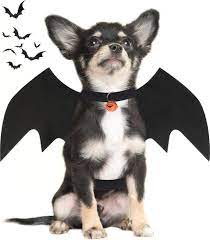 Dog wearing bat wings costume with Halloween-themed background