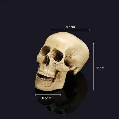 Medical Skull