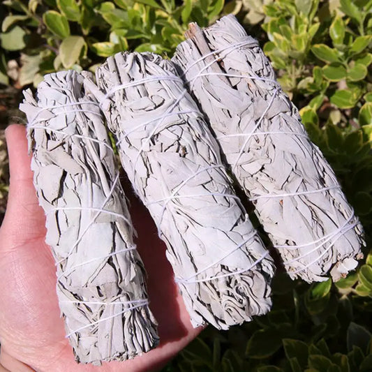 Thick White Sage