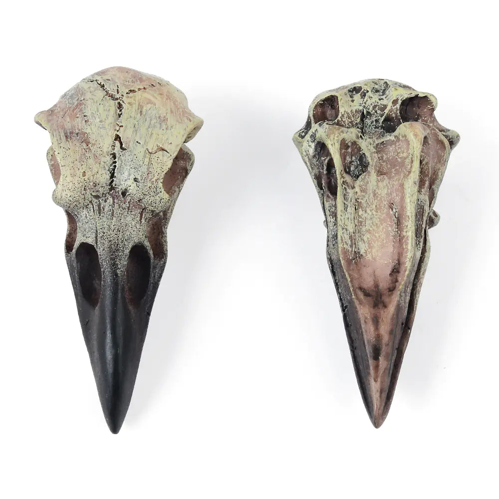 Two bird skull models with long beaks on a white background